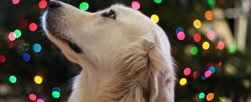 Consejos para cuidar animales de compañía durante las festividades decembrinas